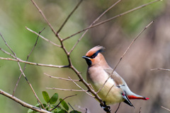 コワモテだけど