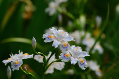 何でも撮っちゃう