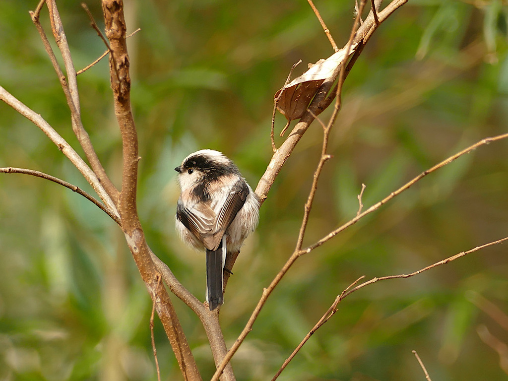 細かすぎて伝わらない⑨