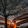 夜桜②