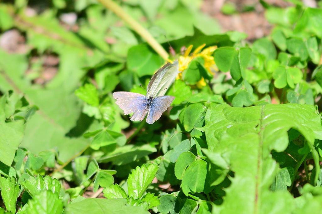 後ろからの奇襲？それとも①