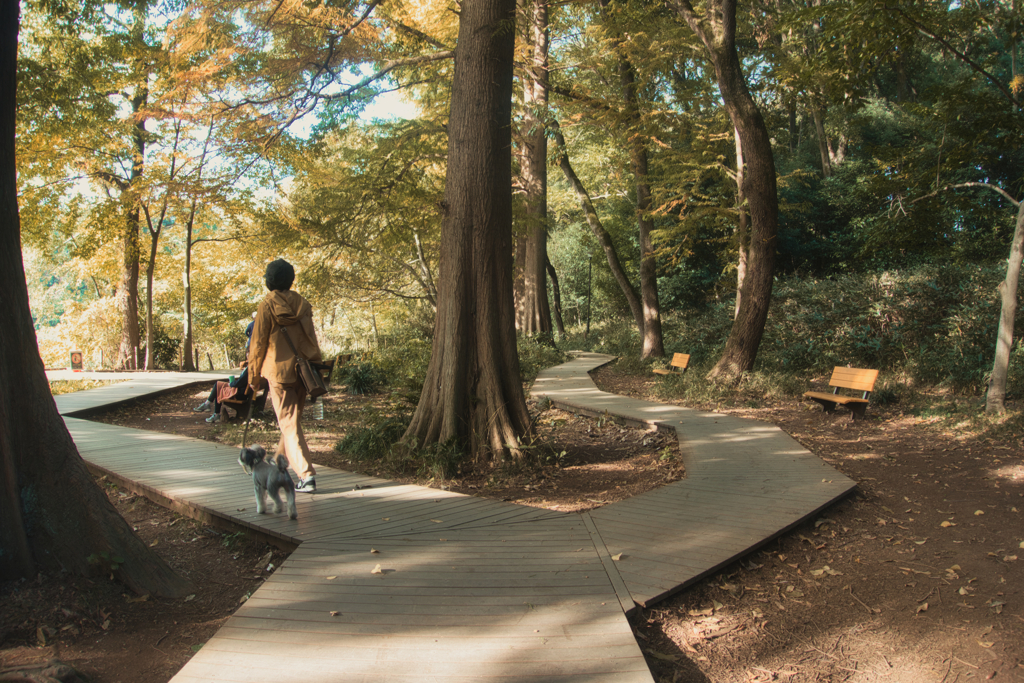 色づき始めた公園1