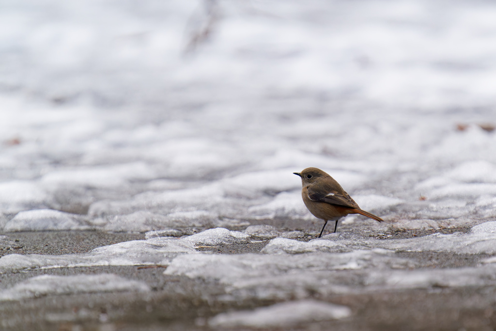 雪とジョウビタキ