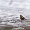 雪とジョウビタキ