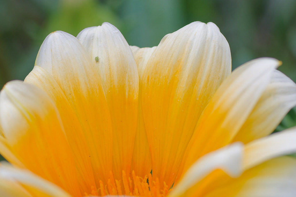 花71