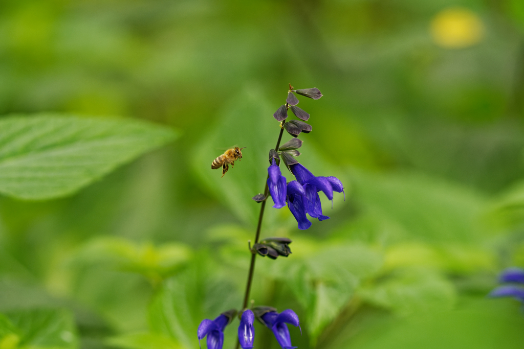 この花を見るたび