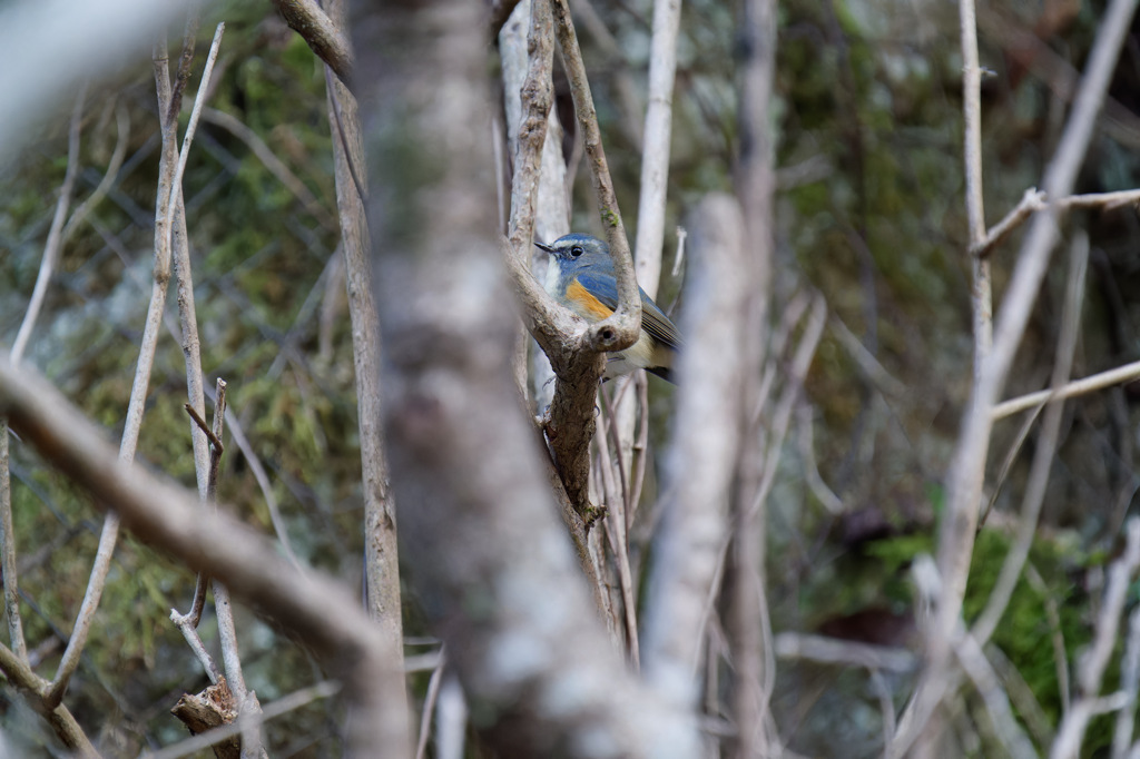 眉毛で変わる顔の印象②