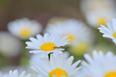 デイジーの花びらの上で