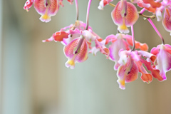 縮れた花びらが気になって