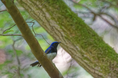 鳥達にとっての一等地 鳥達にとっての一等地