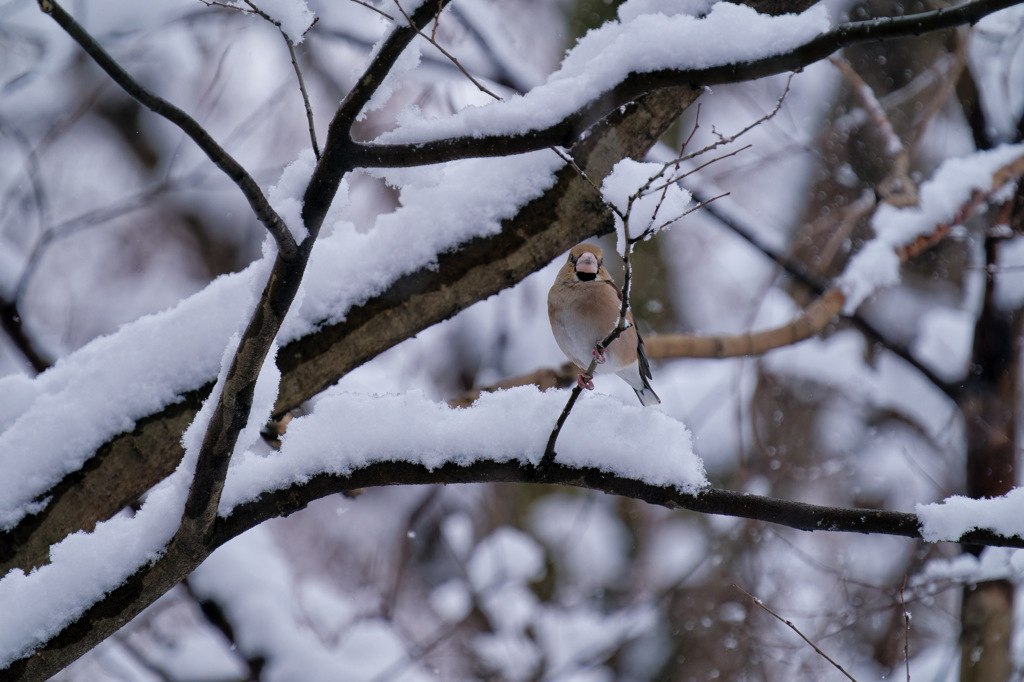 雪とシメちゃん
