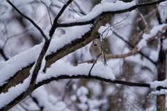 雪とシメちゃん