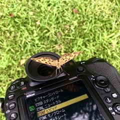 蝶とコミュニケーション