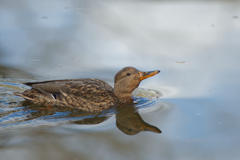 水鳥増えてきたカモ