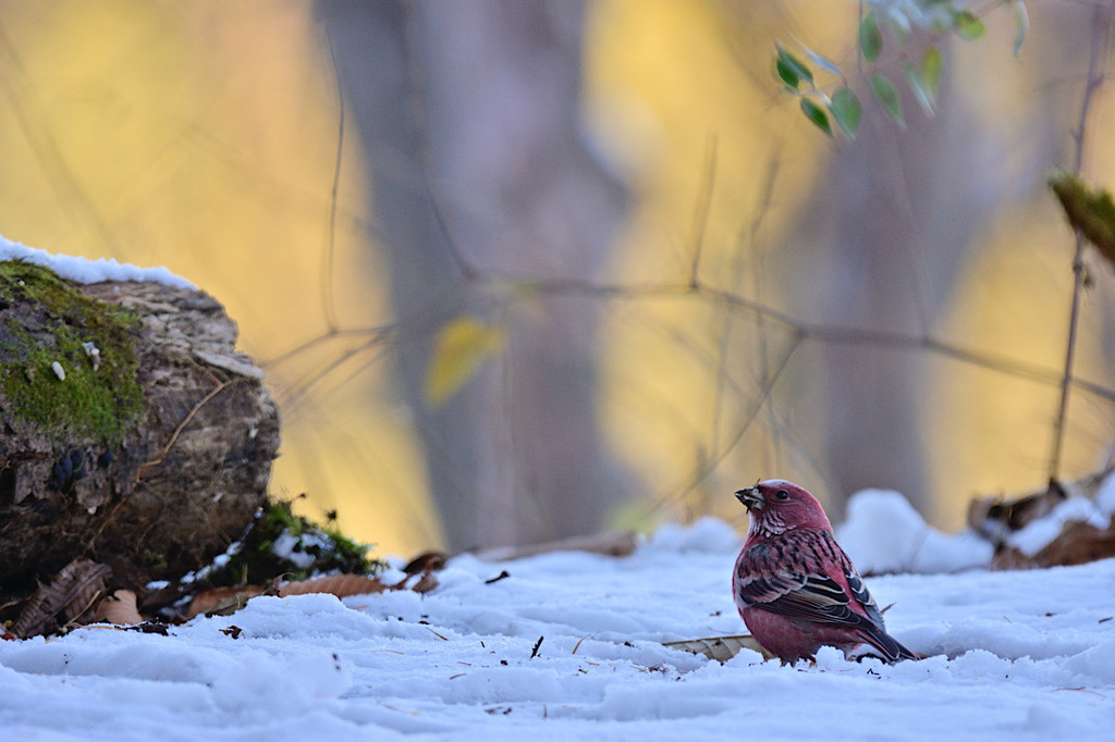 雪と鳥さんの思い出③