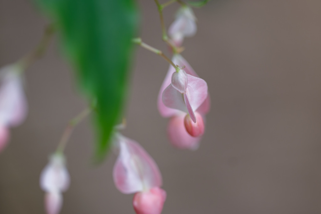 花④