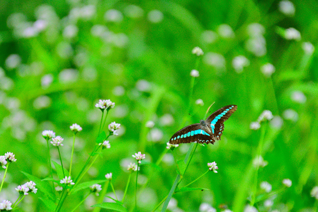この森の人気者①