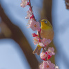 花34