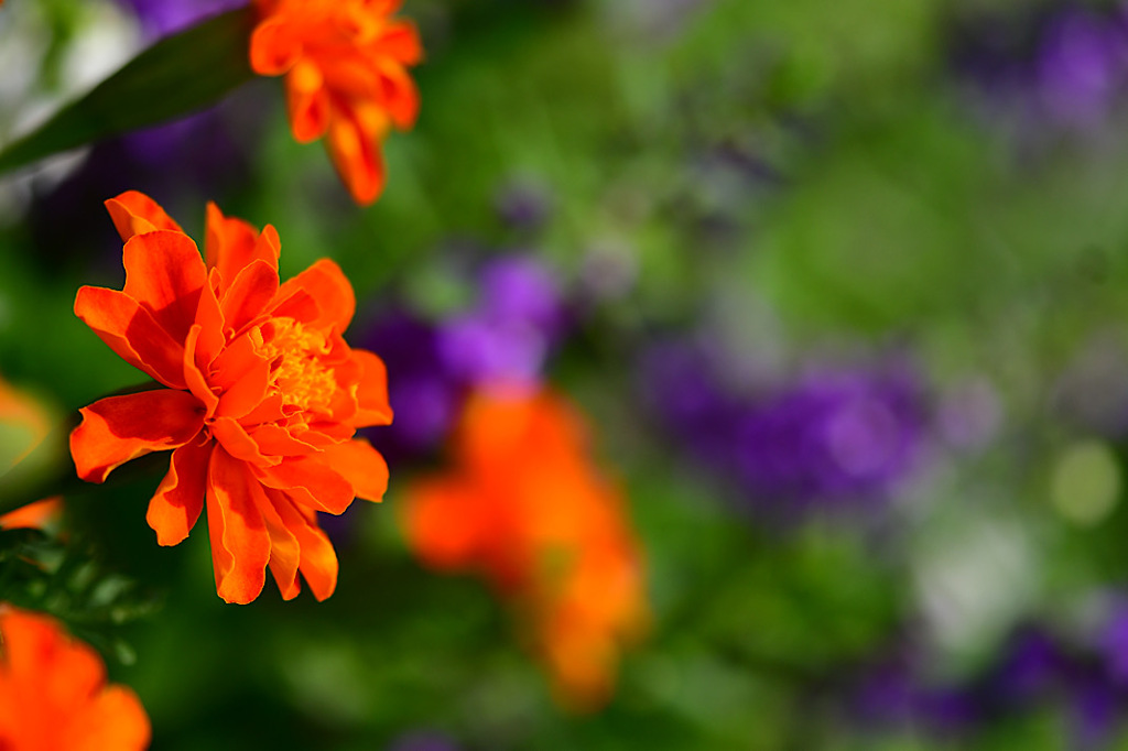 名脇役も主役がいないと①