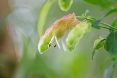 花②