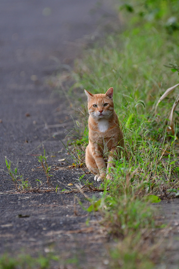 ねぇねぇのらえもん