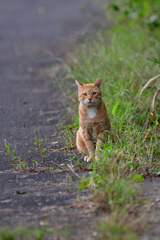 ねぇねぇのらえもん