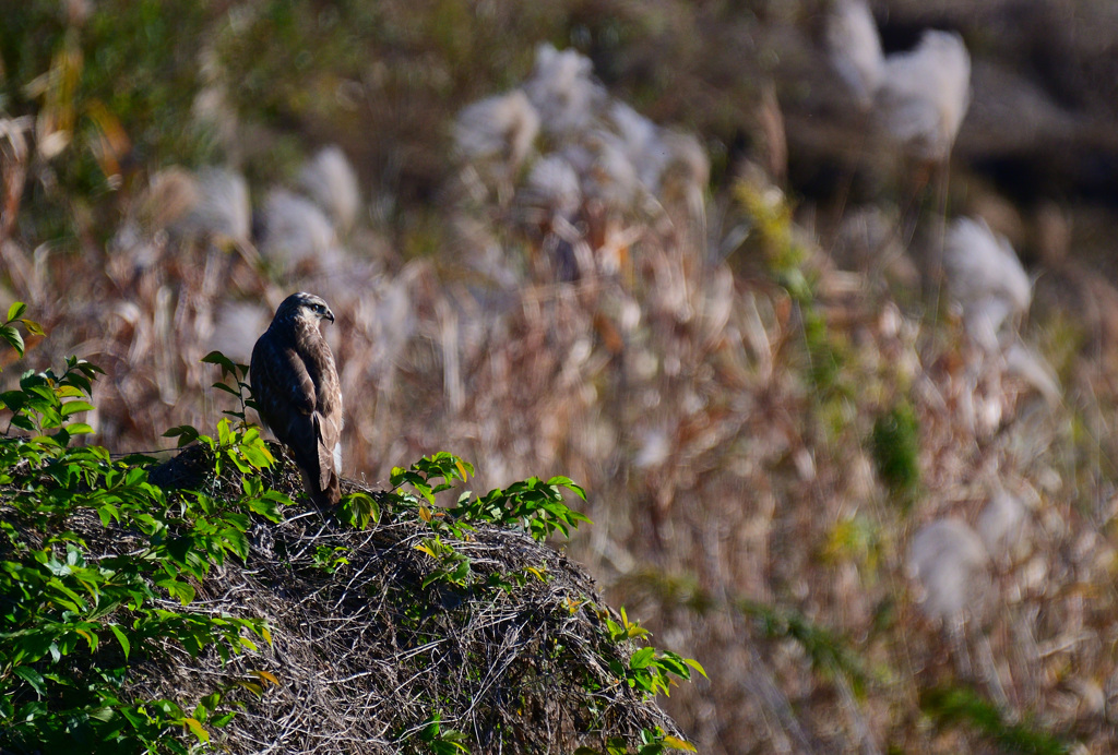 猛禽さんが飛び出して止まった