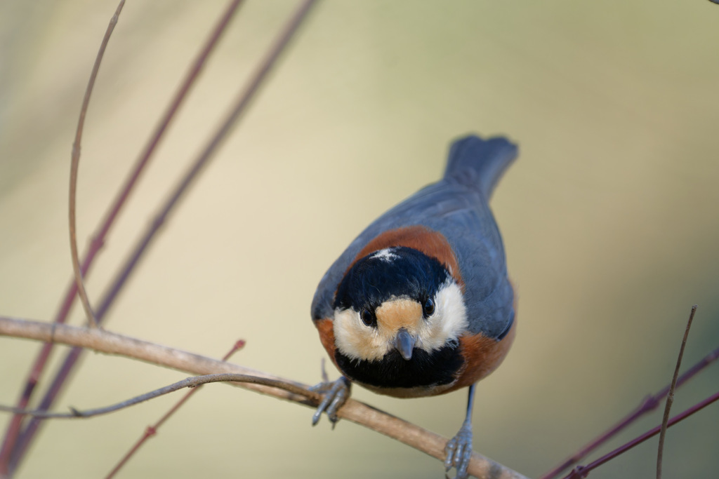 顔がまるで逆さ絵