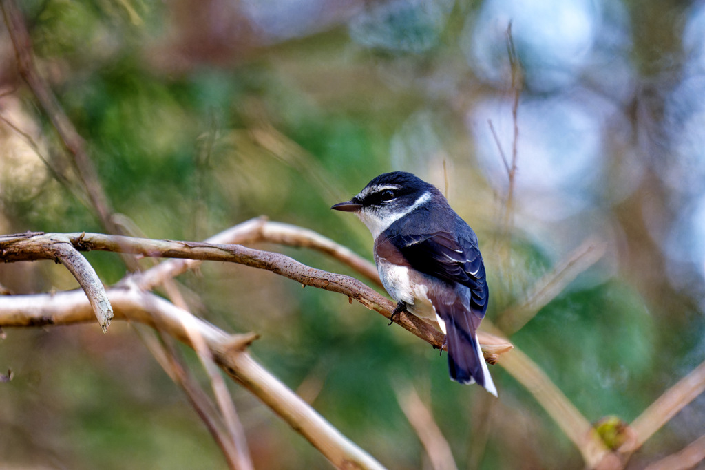 いったいいつまでいるのだろう？