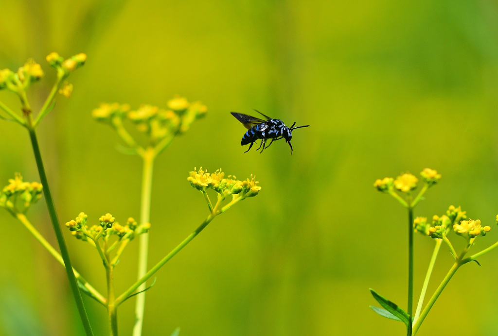 人気店オミナエシ食堂③