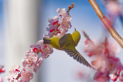 花36