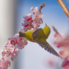 花36