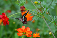 キバナコスモス