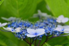 蝶のメリーゴーランド③