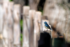 小鳥のいる風景