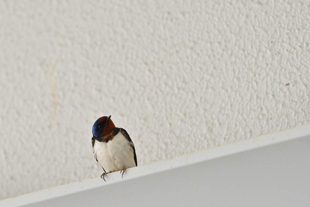 BLUEBIRD②