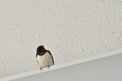 BLUEBIRD②