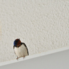 BLUEBIRD②