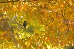 色づき始めた公園2