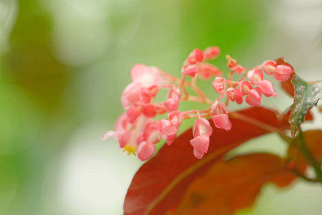 花⑥
