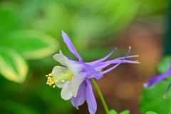花74