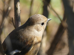 すべてはこの鳥との出会いから①