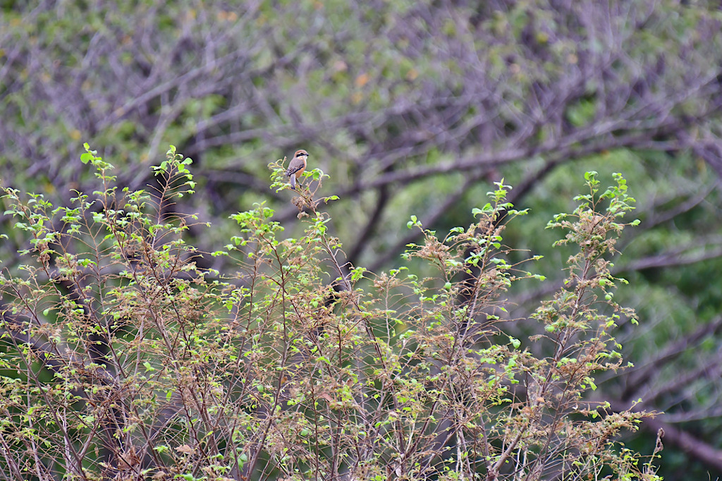 細かすぎて伝わらない⑦
