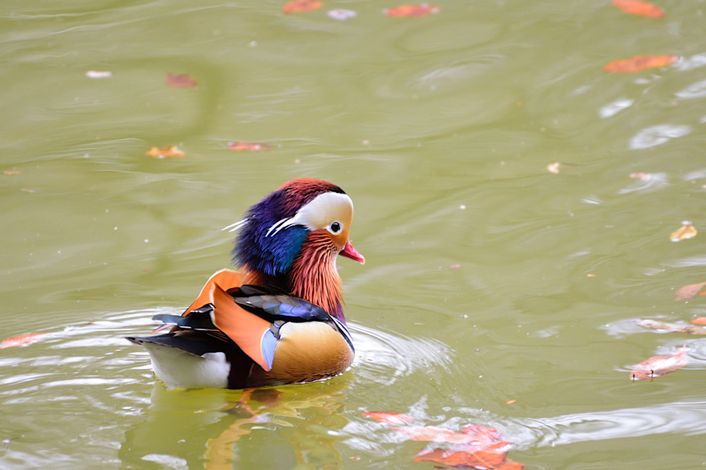 そうだワンワンに会いに行こう③