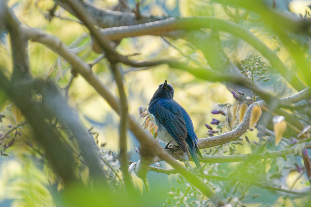 夏鳥5