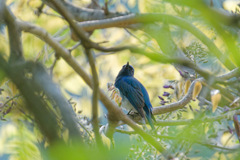 夏鳥5
