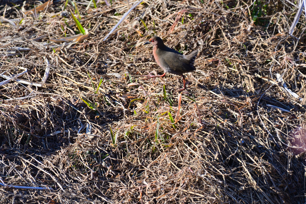 ヒクイナさんが行く②
