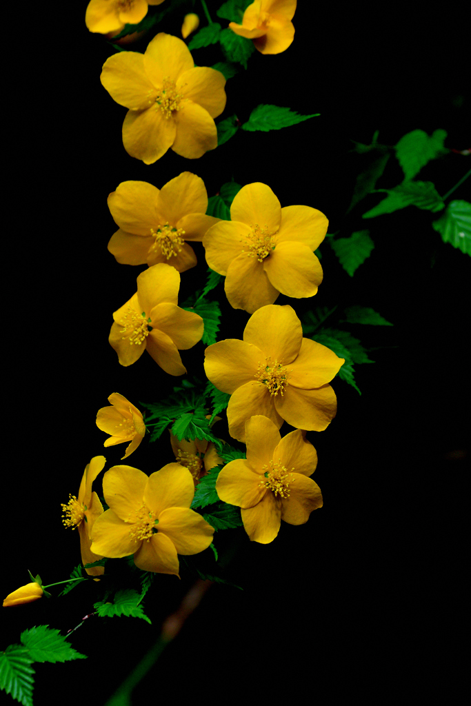 山で見つけた花