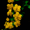 山で見つけた花