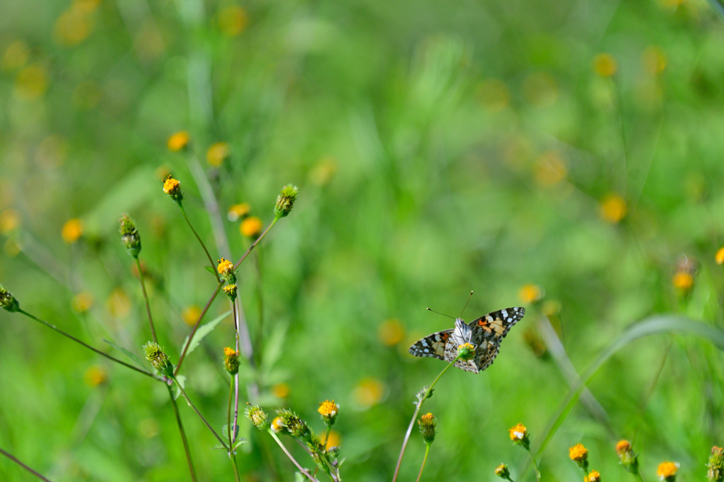 ひっつき虫に虫がひっついた